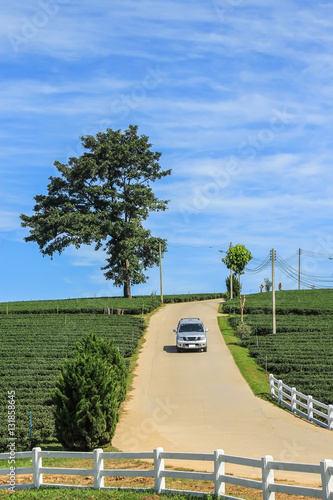 Tea plantation, lone tree and car driving from the hill
