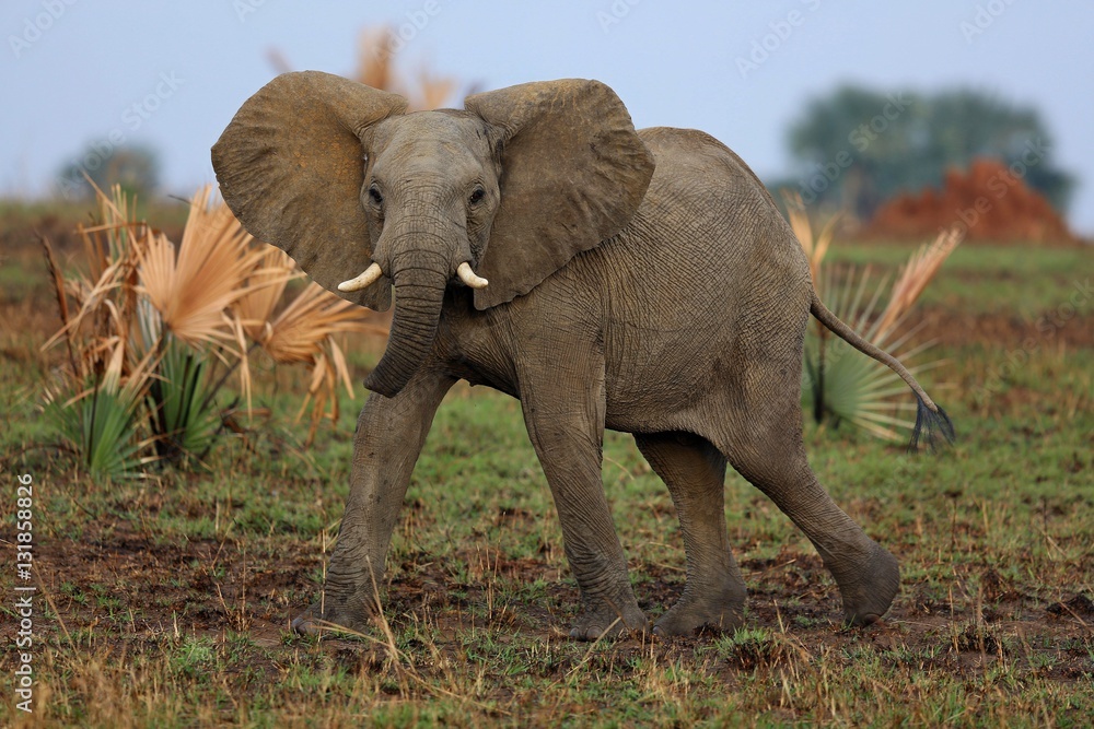 Fototapeta premium Elephant in the beautiful nature habitat, this is africa, african wildlife, endangered species, wild tanzania