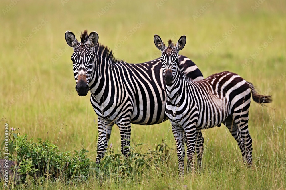 Fototapeta premium Zebras in the big herd during the great migration in masai mara, wild africa, african wildlife, animals in their nature habitat