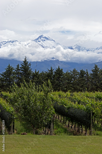 Andes & Vineyard, Uco Valley, Mendoza