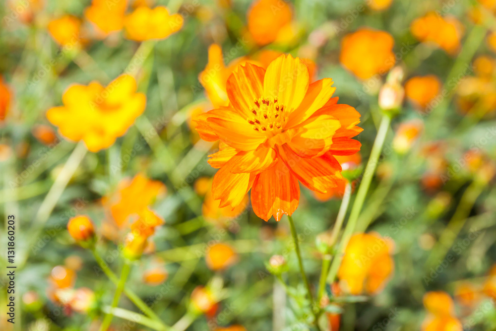 Colorful yellow cosmos flowers with blurred background garden. Colorful yellow cosmos flowers with blurred background garden.