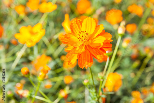 Colorful yellow cosmos flowers with blurred background garden.