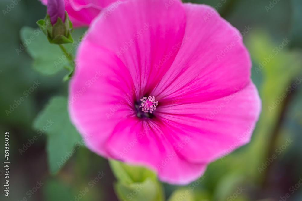 Pink mallow flower on a grass background. bright flower bud summer day. lat. Malvaceae, Málva Pink mallow flower on a grass background. bright flower bud summer day. lat. Malvaceae, Málva