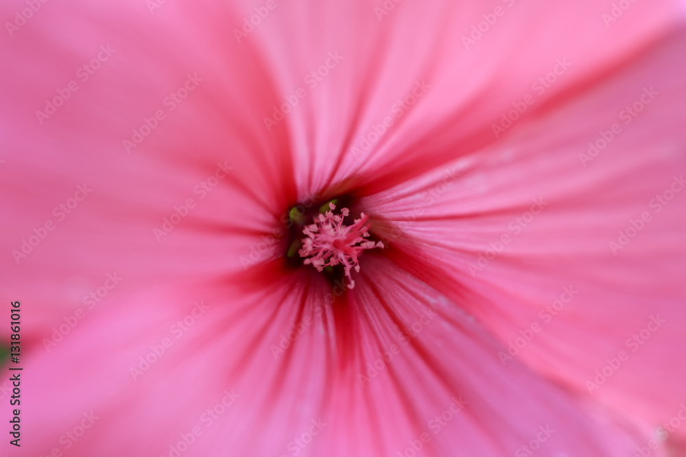 Pink mallow flower on a grass background. bright flower bud summer day. lat. Malvaceae, Málva Pink mallow flower on a grass background. bright flower bud summer day. lat. Malvaceae, Málva