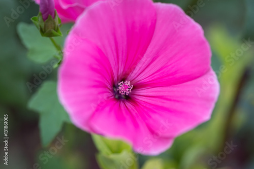 Pink mallow flower on a grass background. bright flower bud summer day. lat. Malvaceae, Málva