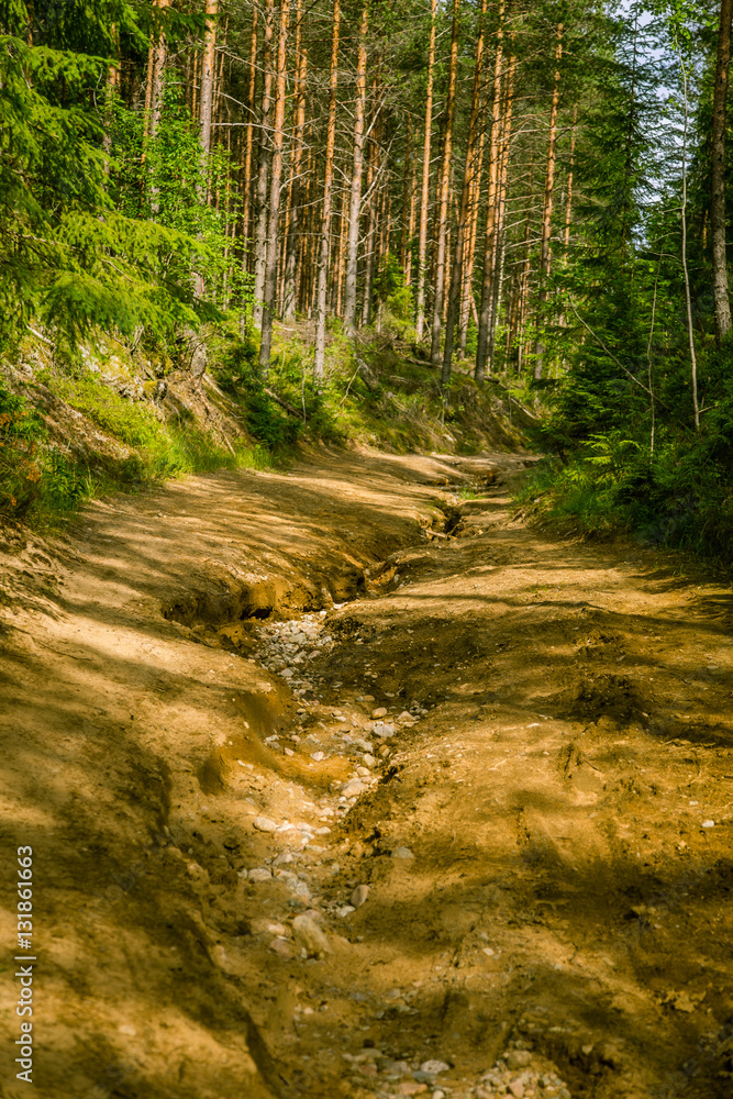 A beautiful hiking path in Finland forest A beautiful hiking path in Finland forest