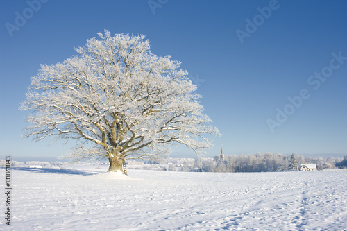 Dekoracja na wymiar  white-oak-tree-in-a-field-in-winter