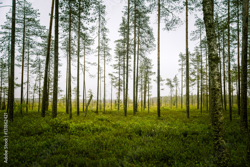 A beautiful mire landscape in Finland - dreamy, foggy look