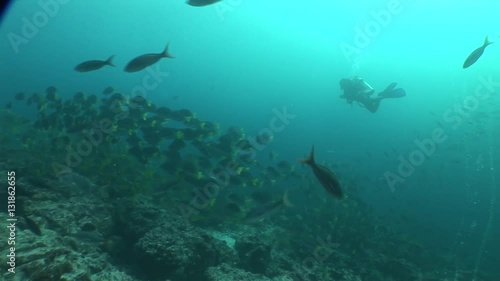 Wallpaper Mural coral life underwater video 1080 Torontodigital.ca