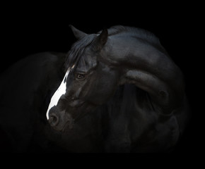 Portrait of the black horse  with white line of his head on the black background