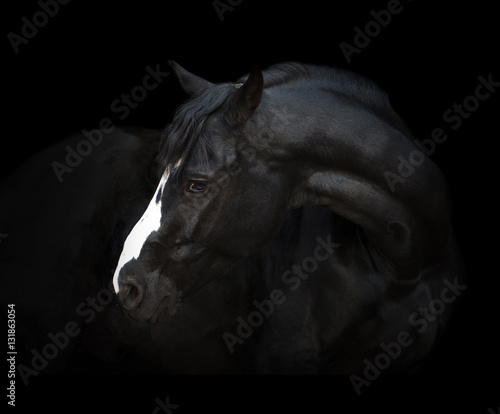 Portrait of the black horse with white line of his head on the black background