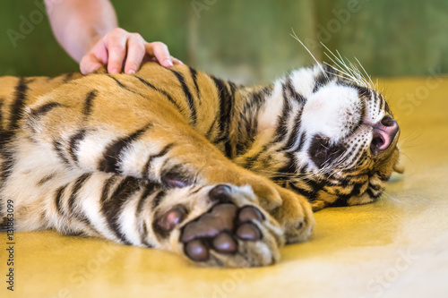 Fototapeta Naklejka Na Ścianę i Meble -  Close up of a cute little tiger lying on the floor with a woman's hand on the back in Thailand, Asia.