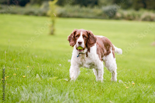English Springer Spaniel dog in park with tennis ball