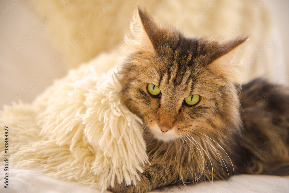 Naklejka premium Norwegian Forest Cat, long-haired cat installed comfortably on the sofa in winter