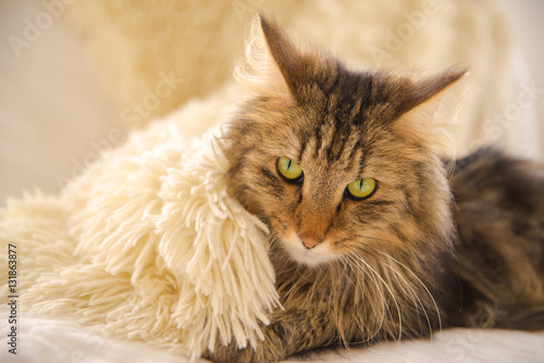 Norwegian Forest Cat, long-haired cat installed comfortably on the sofa in winter photo
