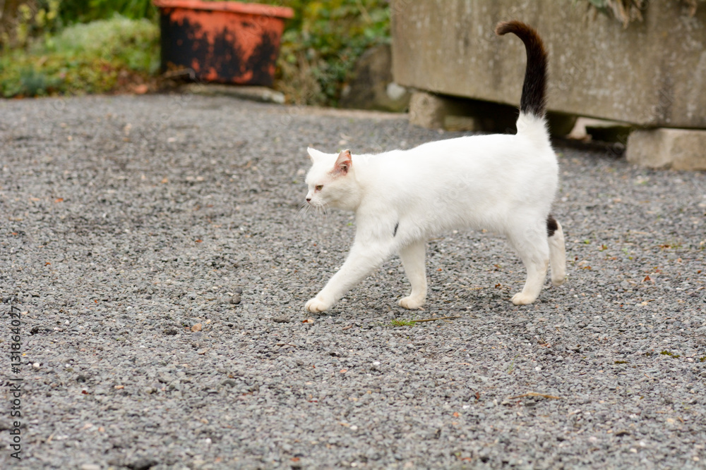 White cat in garden