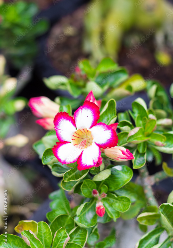 Blossom Pink Flowers and green leaves in Garden Blossom Pink Flowers and green leaves in Garden