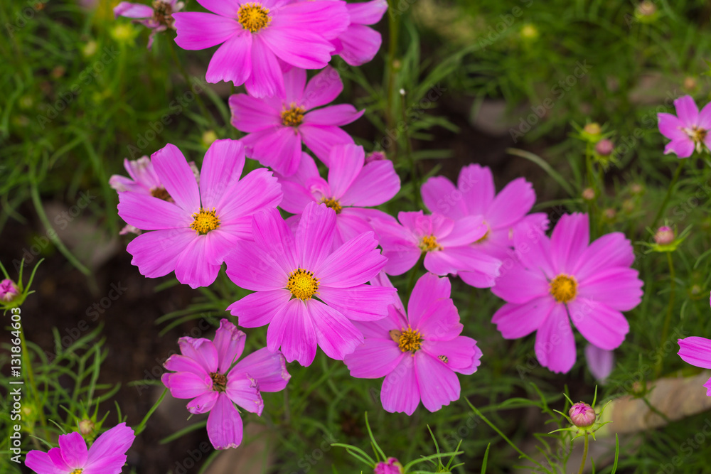 Blossom Pink Flowers and green leaves in Garden