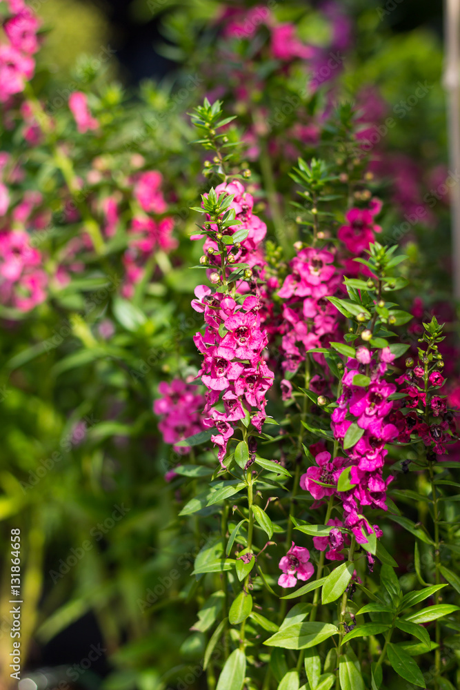 Blossom Pink Flowers and green leaves in Garden Blossom Pink Flowers and green leaves in Garden