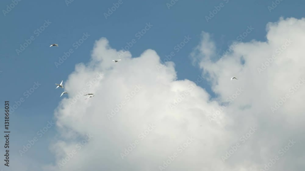 Flock of white decorative pigeons flying in clear blue sky. White dove - symbol of peace. Flock of white decorative pigeons flying in clear blue sky. White dove - symbol of peace.