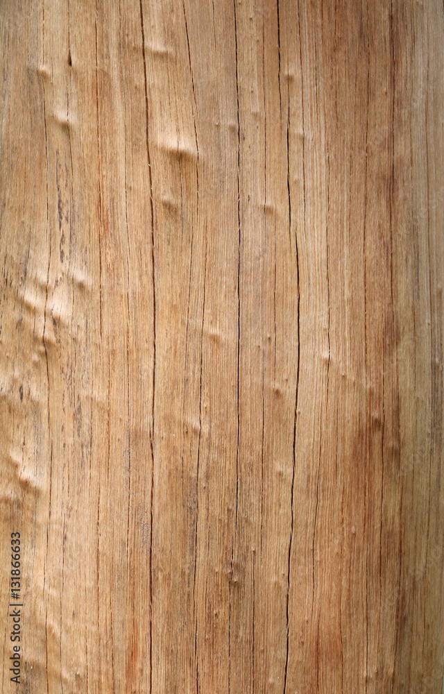 texture tree pine detail background beautiful in nature texture tree pine detail background beautiful in nature