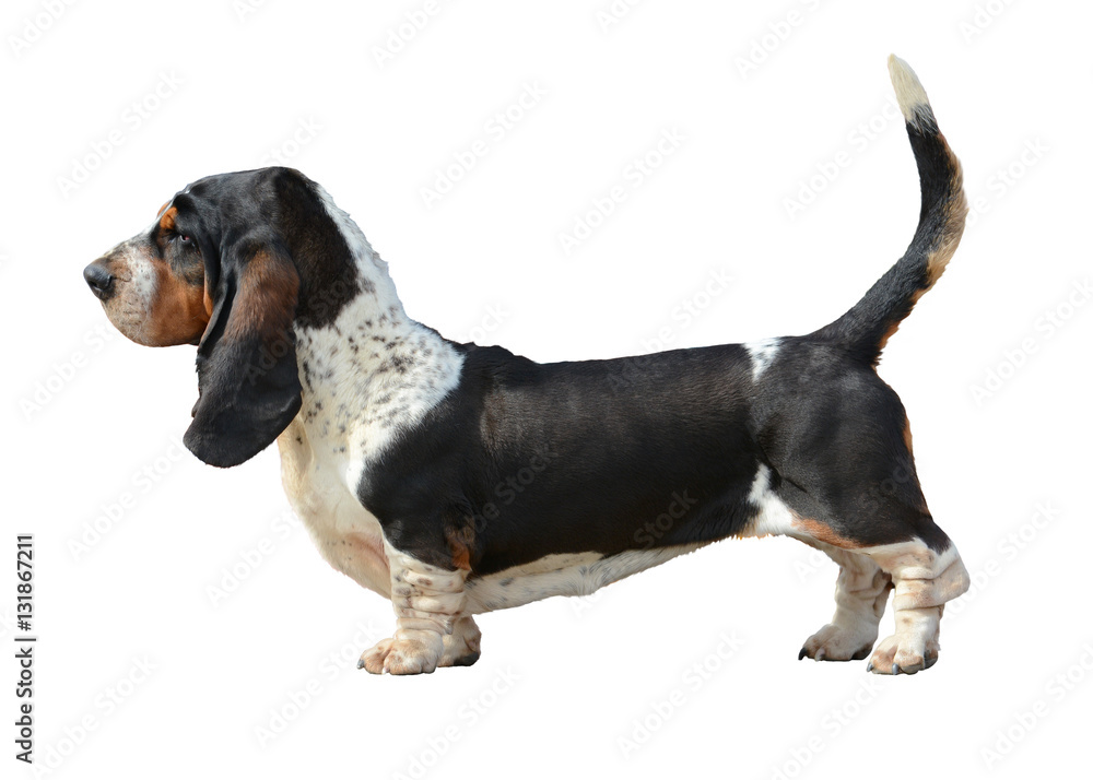 Basset Hound stand isolated on white background