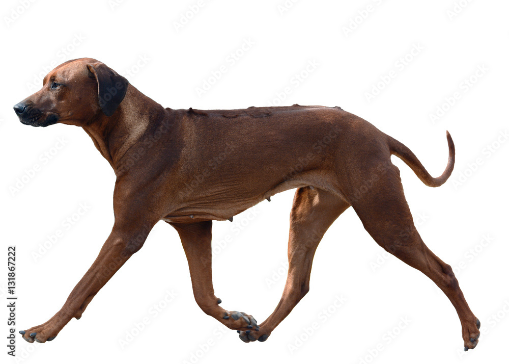 Dog breed Rhodesian Ridgeback in motion isolated on white background