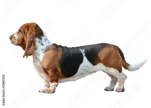 Fotografie, Tablou Basset Hound standing isolated on white background