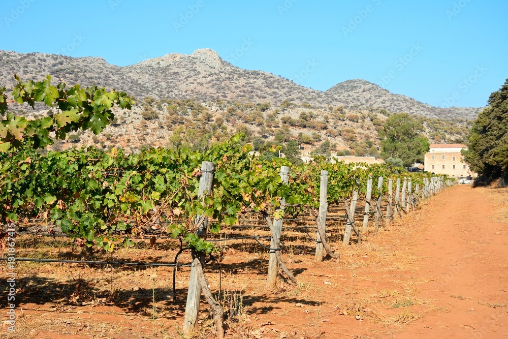 Grapevines in fields next to the Agia Triada monastery, Agia Triada, Crete. Grapevines in fields next to the Agia Triada monastery, Agia Triada, Crete.
