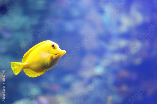 Yellow tang fish in it's natural habitat in Kona, Hawaii