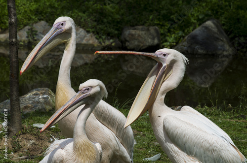 Pelicans © Jana