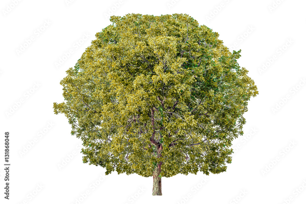 Tree isolated on a white background Tree isolated on a white background