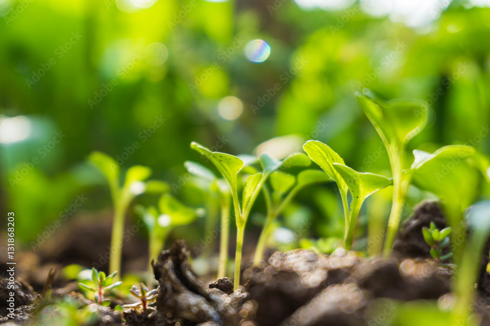 Many green sprout growing from seed Many green sprout growing from seed