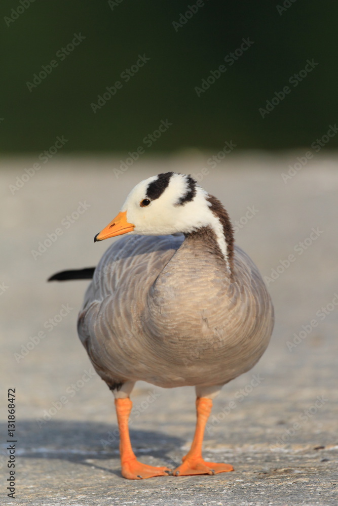 Bar-headed Goose (Anser indicus) in Japan
Bar-headed Goose (Anser indicus) in Japan