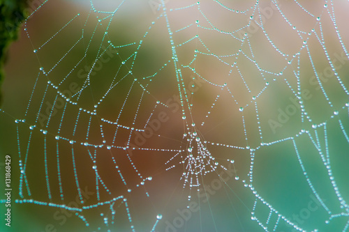 Closeup of a wet spiderweb wtih dew drops © manfredxy