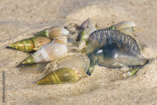 Ploughshare Snails feeding on beach detritus