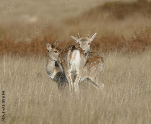 deer photo