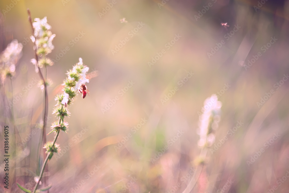 Fototapeta premium soft gentle photo, flowers on a sunny meadow and a bee 