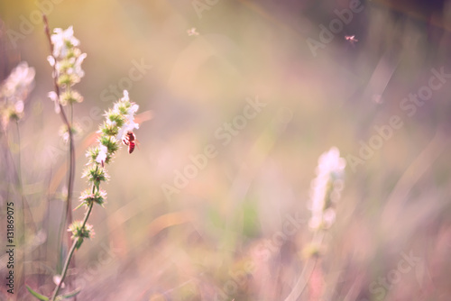 soft gentle photo  flowers on a sunny meadow and a bee  