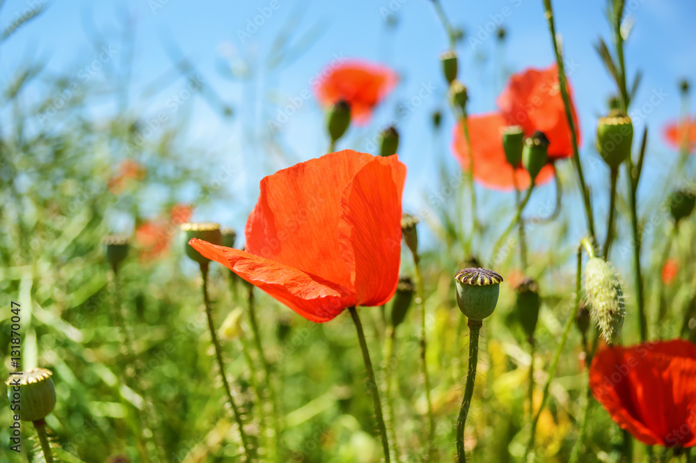 Fototapeta premium Poppies