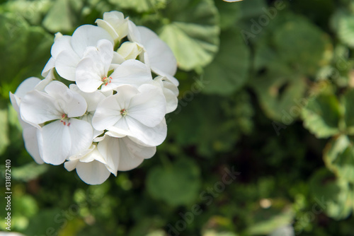 Fototapeta Naklejka Na Ścianę i Meble -  white geranium flowers