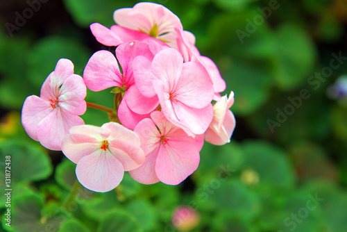 Fototapeta Naklejka Na Ścianę i Meble -  pink geranium flowers