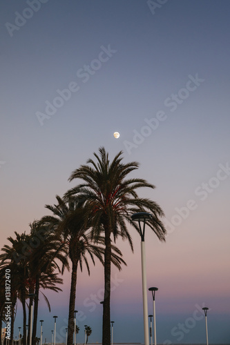 Palm trees on the beach