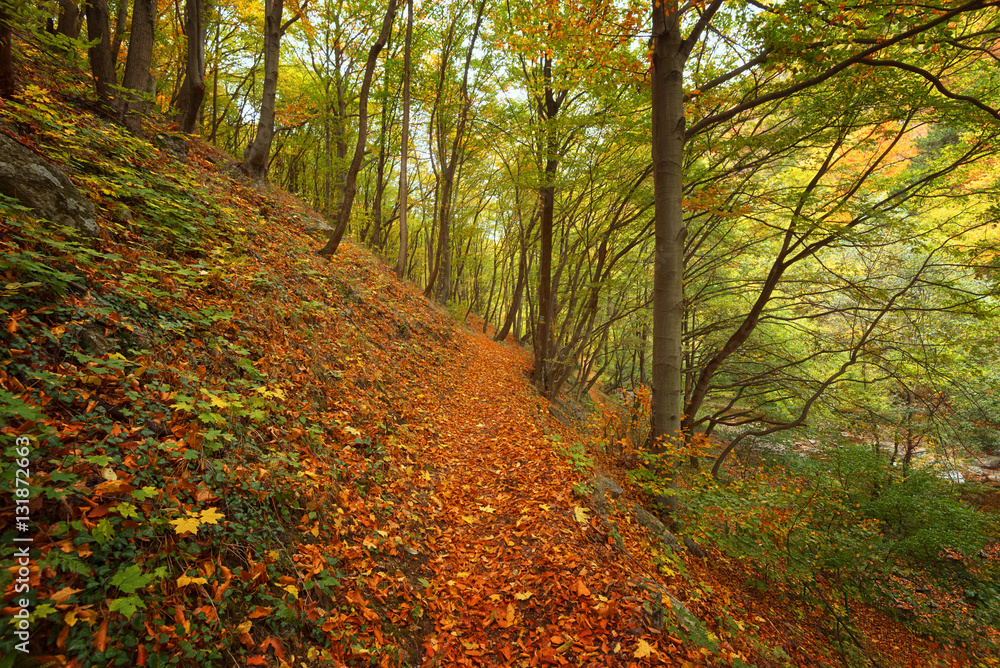 Stara reka Reserve in the autumn, Stara planina mountain, Bulgaria Stara reka Reserve in the autumn, Stara planina mountain, Bulgaria