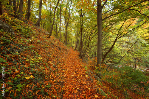 Stara reka Reserve in the autumn  Stara planina mountain  Bulgaria