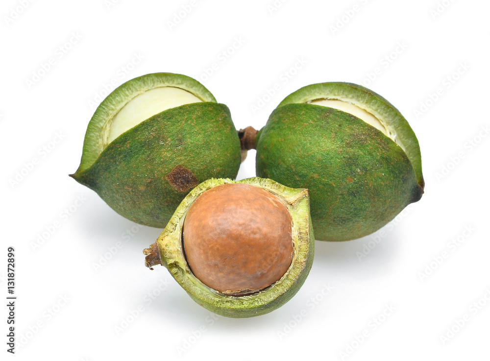 fresh macadamia isolated on white background fresh macadamia isolated on white background