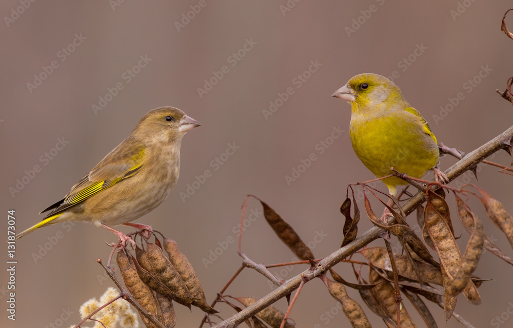 European Greenfinch - Carduelis chloris