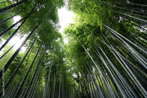 Arashiyama Bamboo Grove 4
