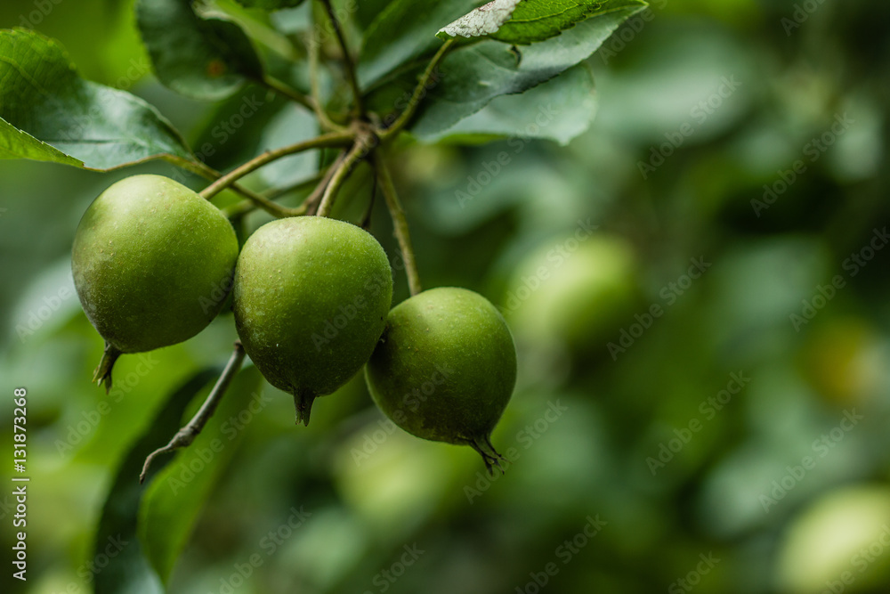 Golden delicous apples