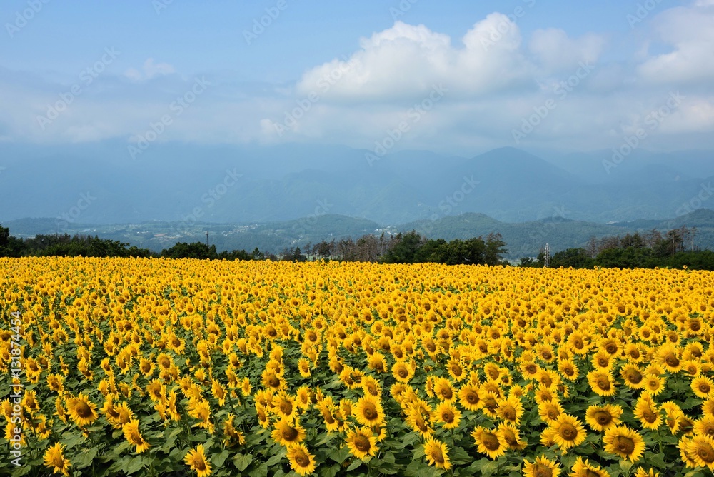 明野のひまわり